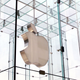Imagen para el artículo titulado Un exingeniero de Apple admite haber robado secretos comerciales del Apple Car antes de irse a una empresa china
